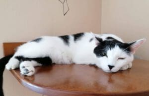 Kávézz cicákkal! cat_café