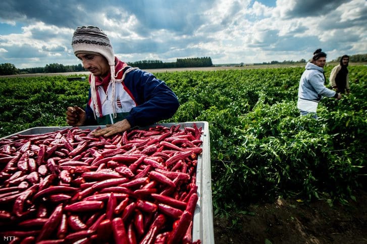 Slamasztikában a magyarok fűszere, lényegesen kevesebbet szüreteltek idén 1 fűszerpaprika