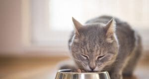 Nem szerepeltek jól a macskaeledelek a Nébih vizsgálatán macskaeledelt-nébih