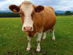 Tehén nélküli tehéntejet állítottak elő élesztőből mesterséges-tehéntejet