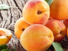 Joghurtos sárgabarack krémleves sárgabarack krémleves