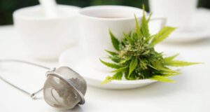 Magas THC-tartalom miatt kivonnak egy kender teát a forgalomból felina kender