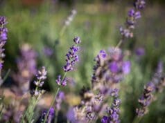 Kávékapszulák a levendula mezőn