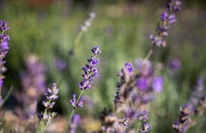 Kávékapszulák a levendula mezőn