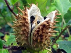 Mérgező csattanó maszlag lehet az Aldi fagyasztott zöldbabjában aldi csattanó maszlag