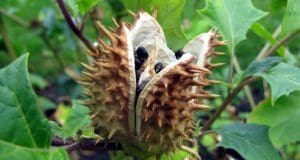 Mérgező csattanó maszlag lehet az Aldi fagyasztott zöldbabjában aldi csattanó maszlag