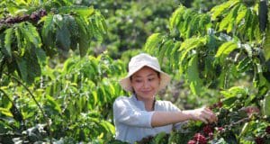 Eltűnő kávémezők Nescafe