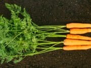 Fenntarthatóság a Tányérunkon: Danone kutatásából kiderül, hogyan használjuk a növényi alapú ételeket Növényi alapú étrend