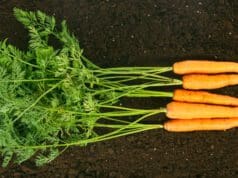 Fenntarthatóság a Tányérunkon: Danone kutatásából kiderül, hogyan használjuk a növényi alapú ételeket Növényi alapú étrend