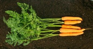 Fenntarthatóság a Tányérunkon: Danone kutatásából kiderül, hogyan használjuk a növényi alapú ételeket Növényi alapú étrend