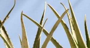 3+1 kávé tipp, hogy te légy a kerti partik sztárja Nespresso narancsos-zsályás frissítő