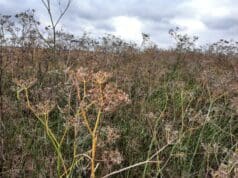 2023-ban is hazánk harmadik legjelentősebb zöldségféléje az édeskömény volt Édeskömény