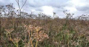 2023-ban is hazánk harmadik legjelentősebb zöldségféléje az édeskömény volt Édeskömény