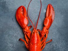 Nyoma veszett egy 400 ezer dolláros homárszállítmánynak, amely a Costco felé tartott